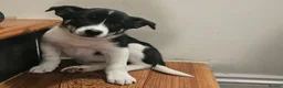 Border Collie dogs for sale: Beautiful Border Collie Pups for sale - Advert 7