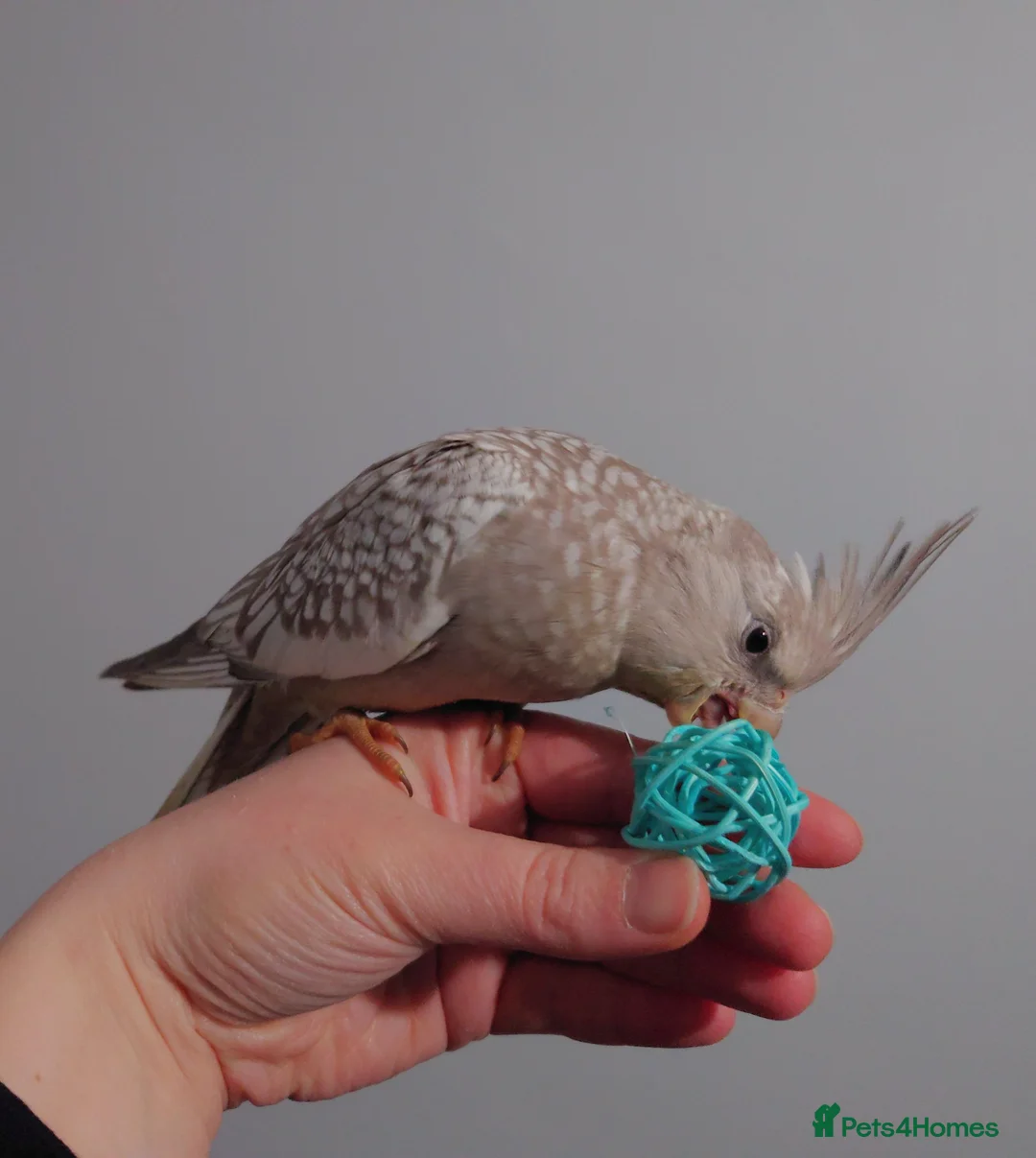 Cockatiels birds for sale: Hand reread silly tame DNA sexed baby cockatiels  - Advert 4