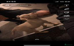 American Bully dogs for sale: 🦍🩸cowboy🤠- micro bully’s for sale  - Image 11
