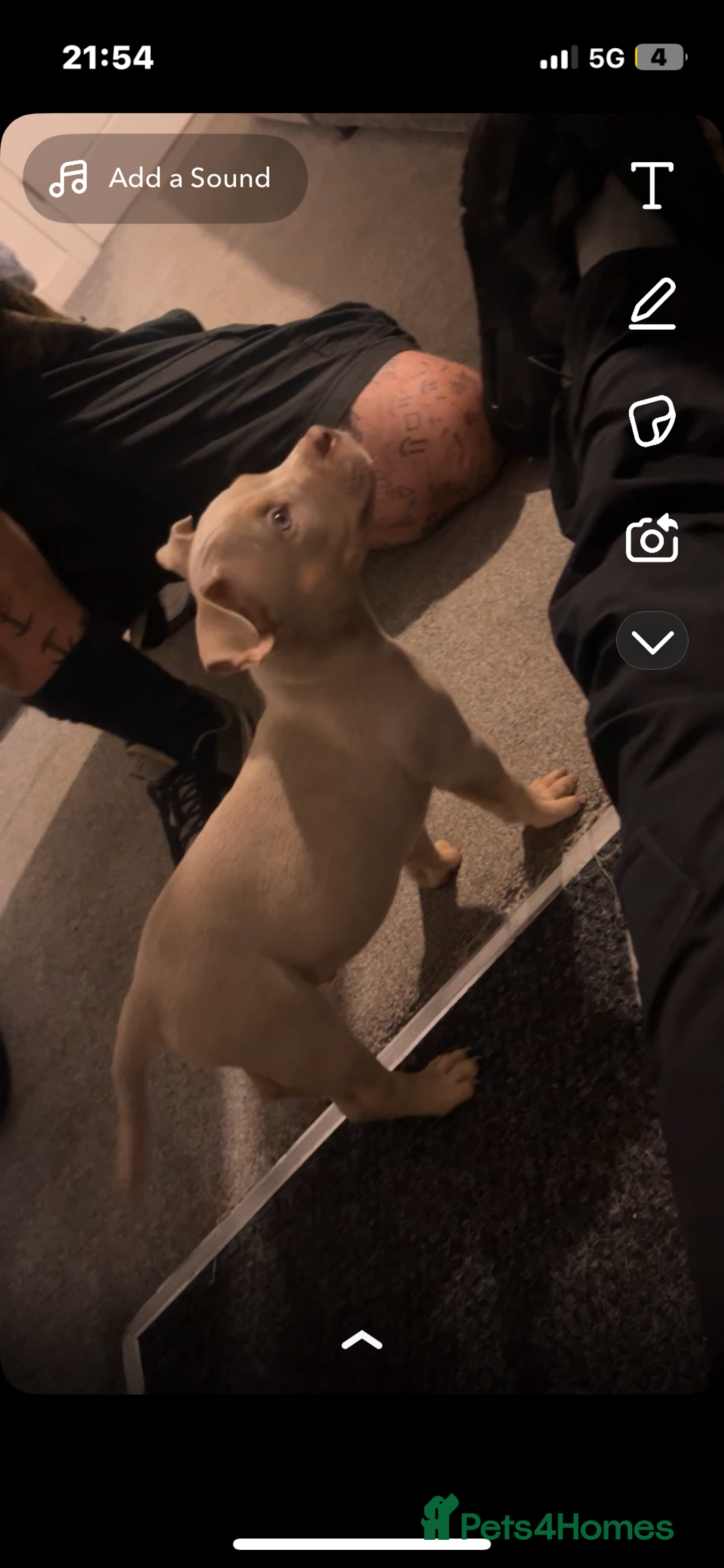 American Bully dogs for sale: 🦍🩸cowboy🤠- micro bully’s for sale  - Image 11