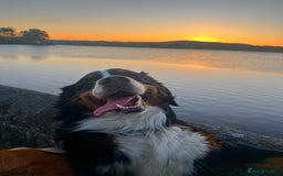 Bernese Mountain Dog dogs for stud: Bernese Mountain Dog for stud in Glasgow - Image 11