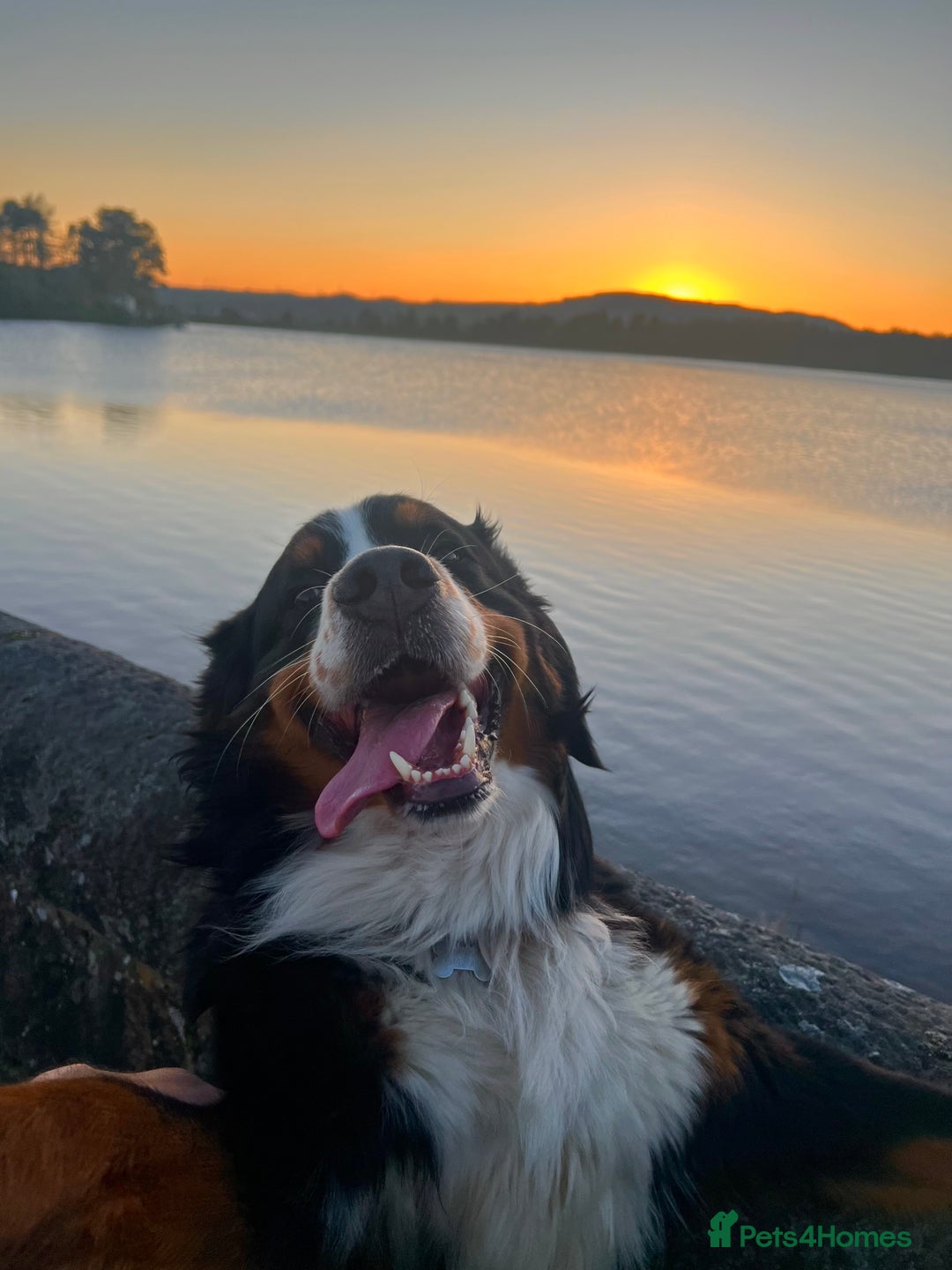 Bernese Mountain Dog dogs for stud: Bernese Mountain Dog for stud in Glasgow - Image 11