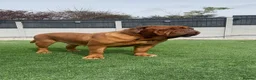 Dogue De Bordeaux dogs for sale: Beautiful Girl looking for forever home - Advert 1