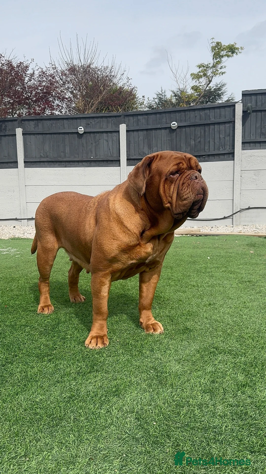 Dogue De Bordeaux dogs for sale: Beautiful Girl looking for forever home - Advert 1