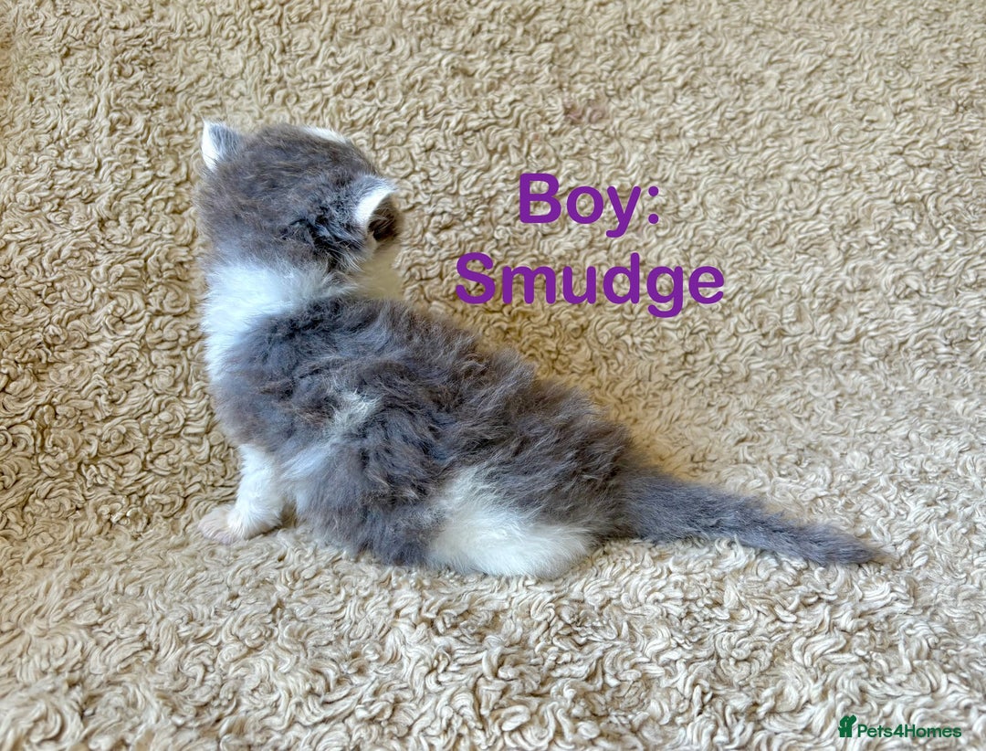 Exotic cats for sale: READY Silver Tabby cross exotic Fur Babies - Image 14
