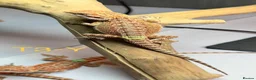 Bearded Dragon reptiles for sale: Baby Bearded Dragons available  - Advert 14