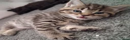Mixed Breed cats for sale: Stunning mixed breed kittens   - Advert 6