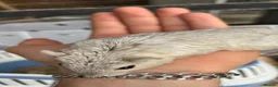 Gerbil rodents for sale: 2 fully tame very cuddly female gerbils with cage - Advert 4