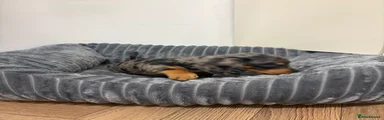 Miniature Dachshund 3
