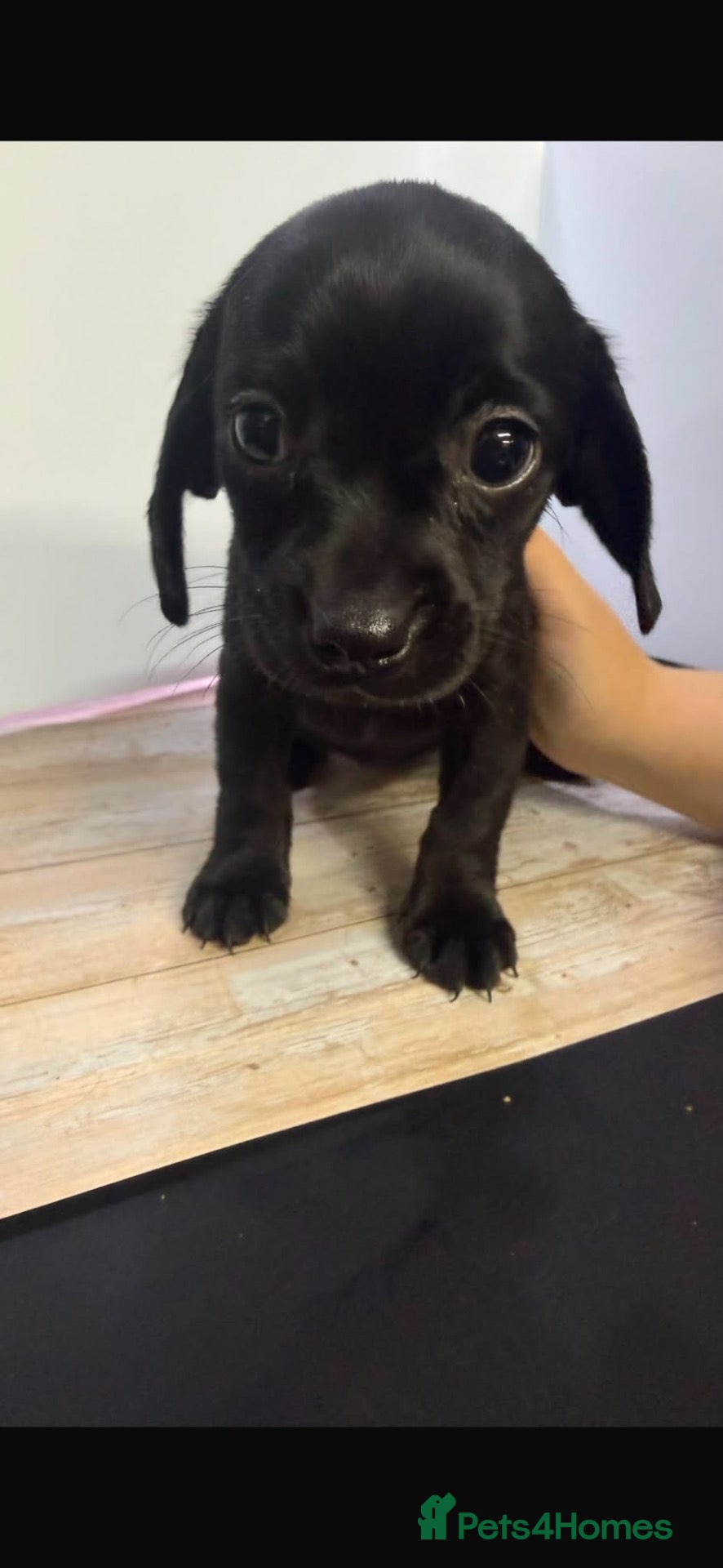 Mixed Breed dogs Gorgeous mixed litter girls and boys ready now! - Advert 2