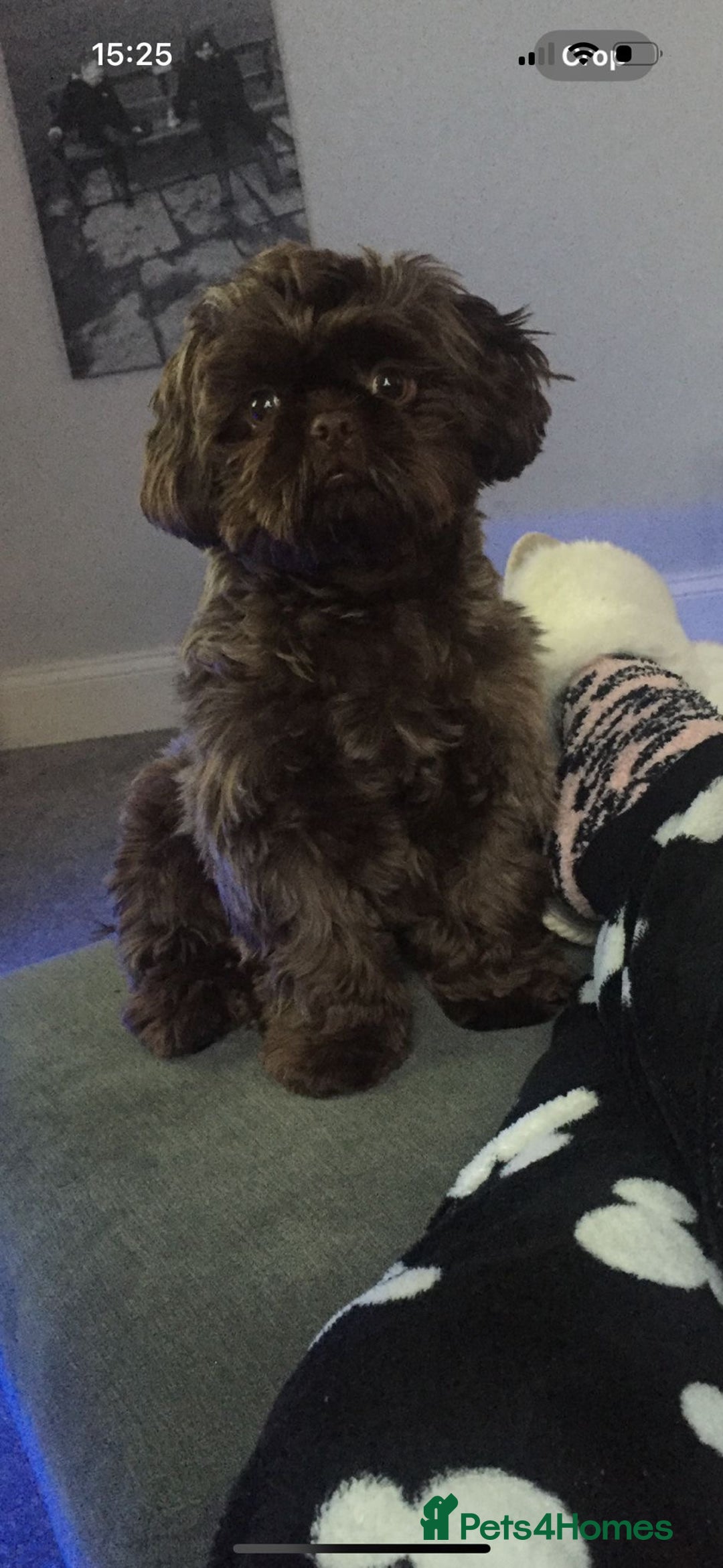 Shih Tzu dogs for sale: Chocolate imperial shih tzu karashishi line  - Advert 9