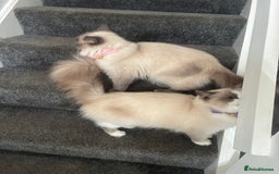 Ragdoll cats for sale: Ragdoll cats - Image 3