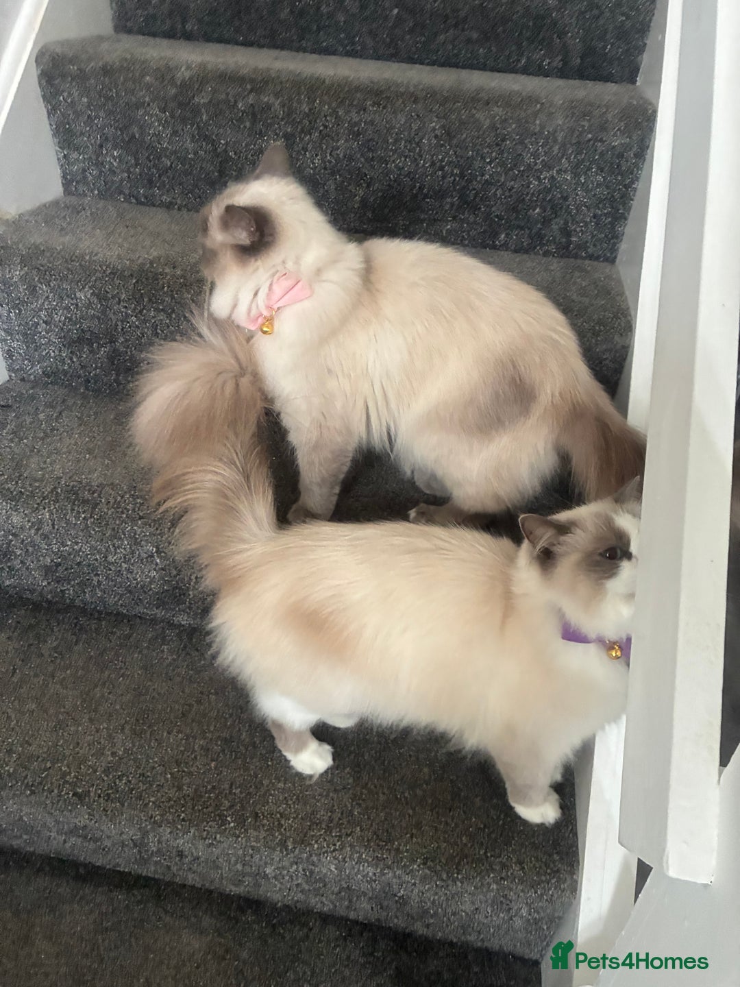 Ragdoll cats for sale: Ragdoll cats - Image 3