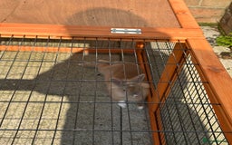 Lionhead rabbits for sale: Male rabbit for sale  - Image 3