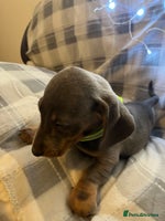 Dachshund dogs Beautiful rainbow 🌈🌈 litter 💙🩷 - Advert 12