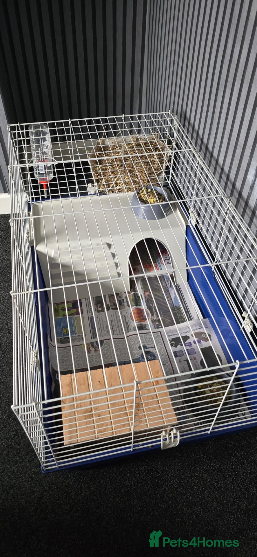 Guinea Pig rodents 2 x 7 month old female guinea pigs - Advert 8