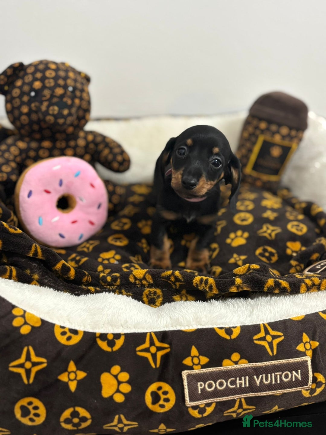 Miniature Dachshund dogs for sale: beautiful miniature dachshund puppies available  - Advert 7