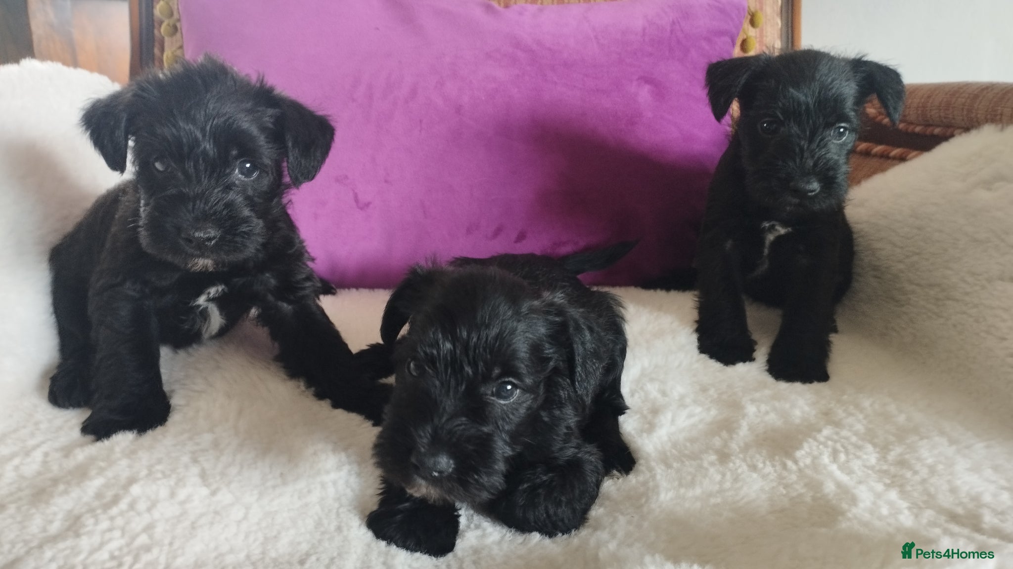 Miniature Schnauzer dogs for sale: Stunning Mini Schnauzers - Advert 8