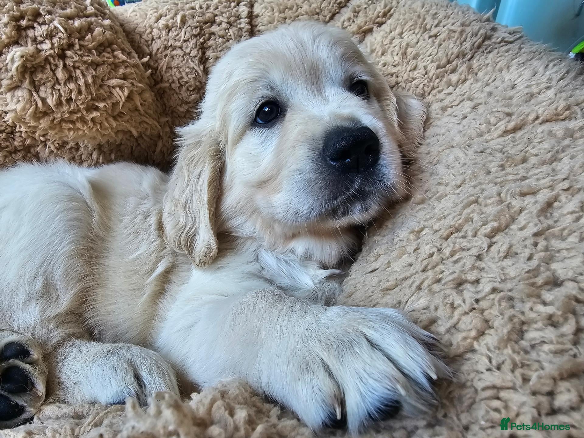 Golden Retriever dogs Outstanding Kc registered Golden Retriever puppies - Advert 1