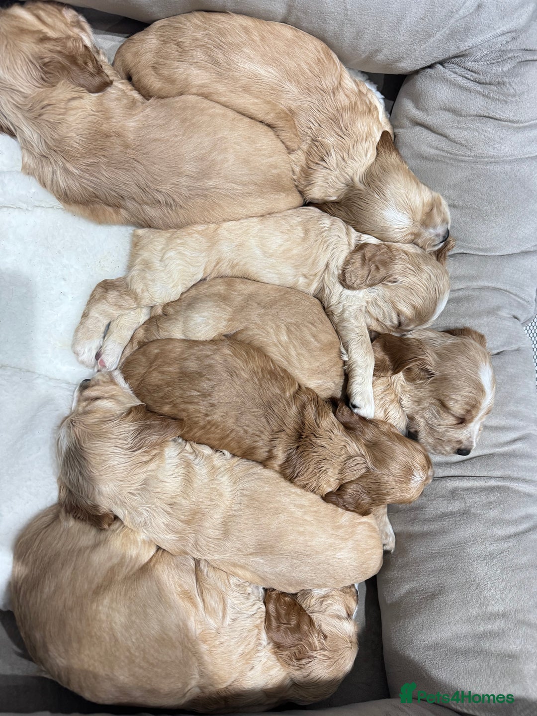 Cocker Spaniel dogs for sale: Beautiful litter of cocker spaniels  - Advert 2