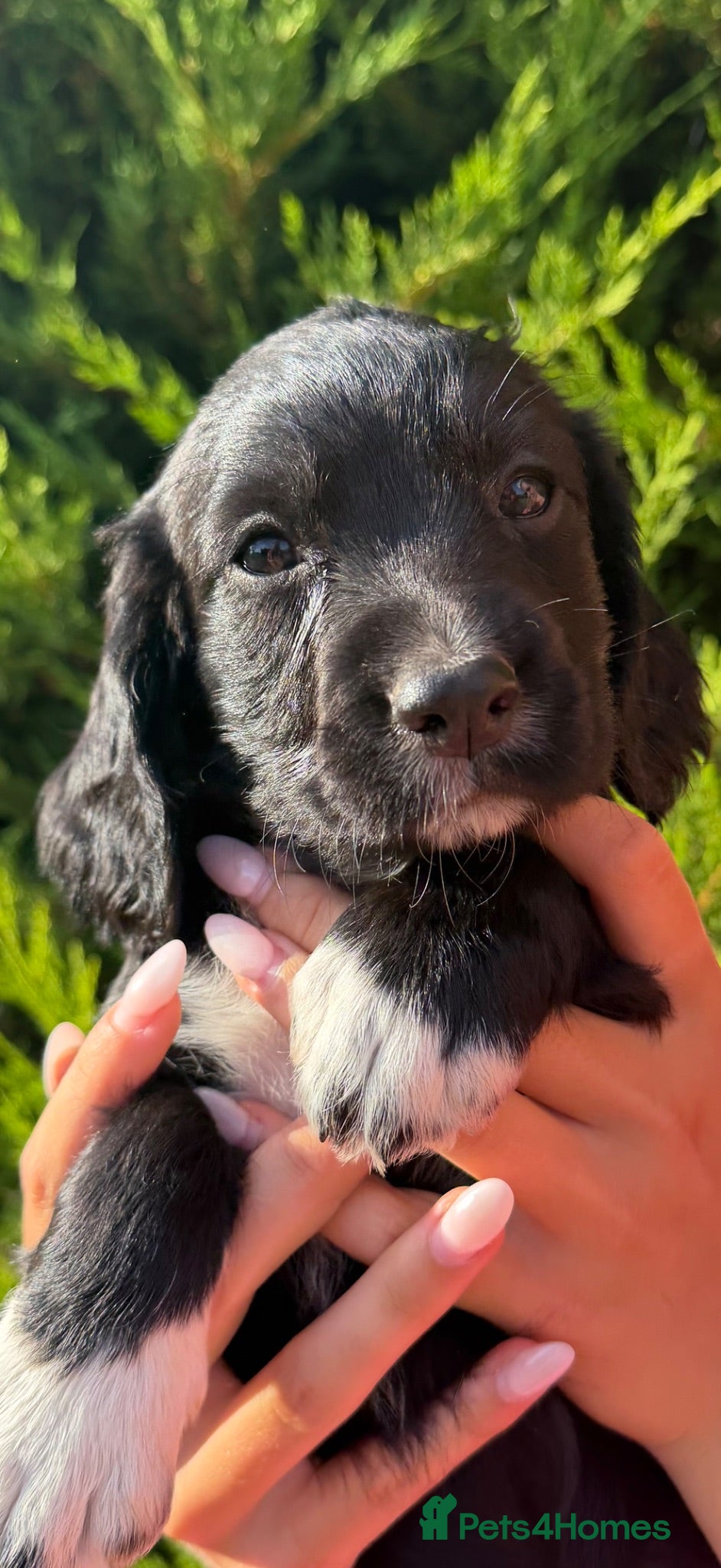Sprocker dogs Beautiful sprockers for sale - Advert 1