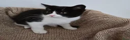 Mixed Breed cats for sale: Two adorable kittens are looking for a loving home in Kilmarnock - Advert 5