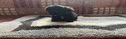 Cavalier King Charles Spaniel dogs for sale: Adorable Cavalier King Charles x Mini Poodle Pups - Advert 13