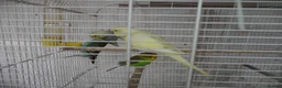Budgerigars birds for sale: BEAUTIFUL BABY BUDGIES - Advert 5