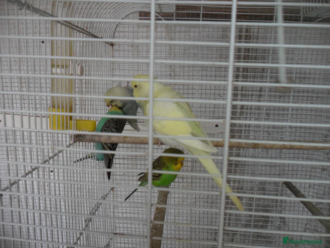 Budgerigars birds for sale: BEAUTIFUL BABY BUDGIES - Advert 5