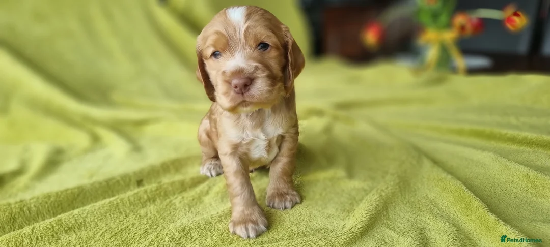 Cocker Spaniel dogs for sale: Gorgeous Cocker Spaniel Puppies - Health Tested - Advert 2