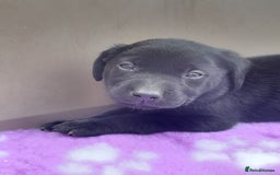 Labrador Retriever dogs for sale: KC Registered working Labrador puppies - Image 29