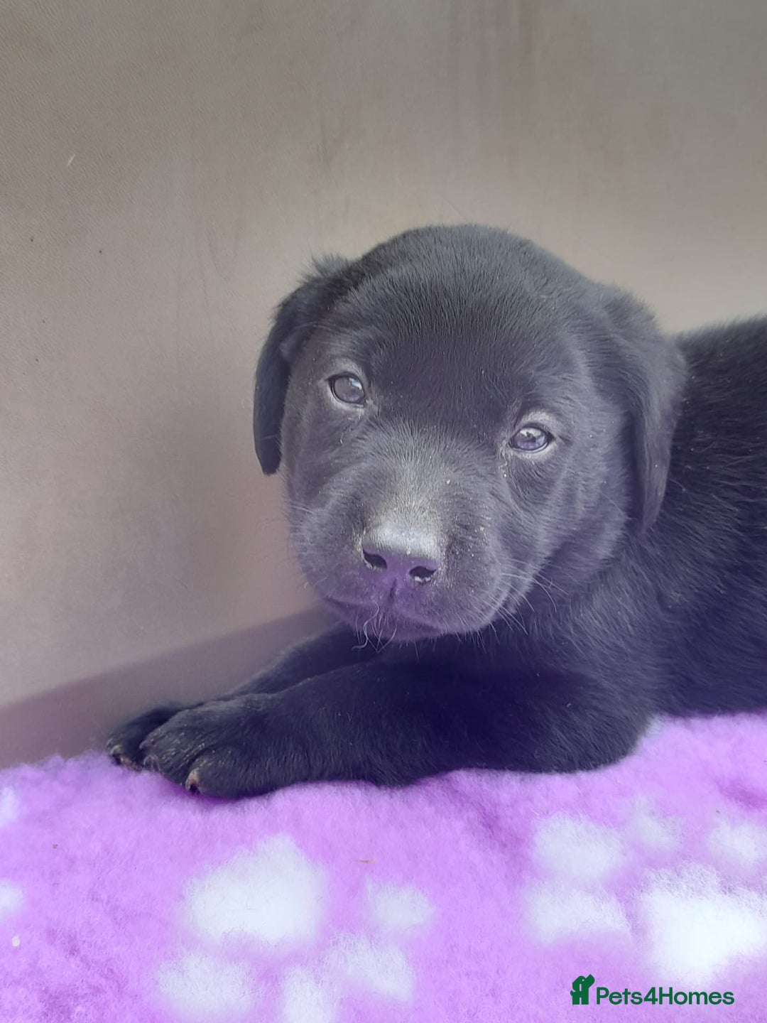 Labrador Retriever dogs for sale: KC Registered working Labrador puppies - Image 29