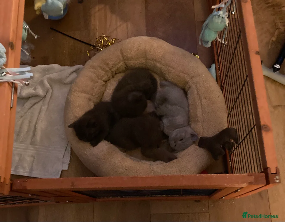 British Shorthair cats for sale: Three stunning female chocolate kittens available  - Advert 9