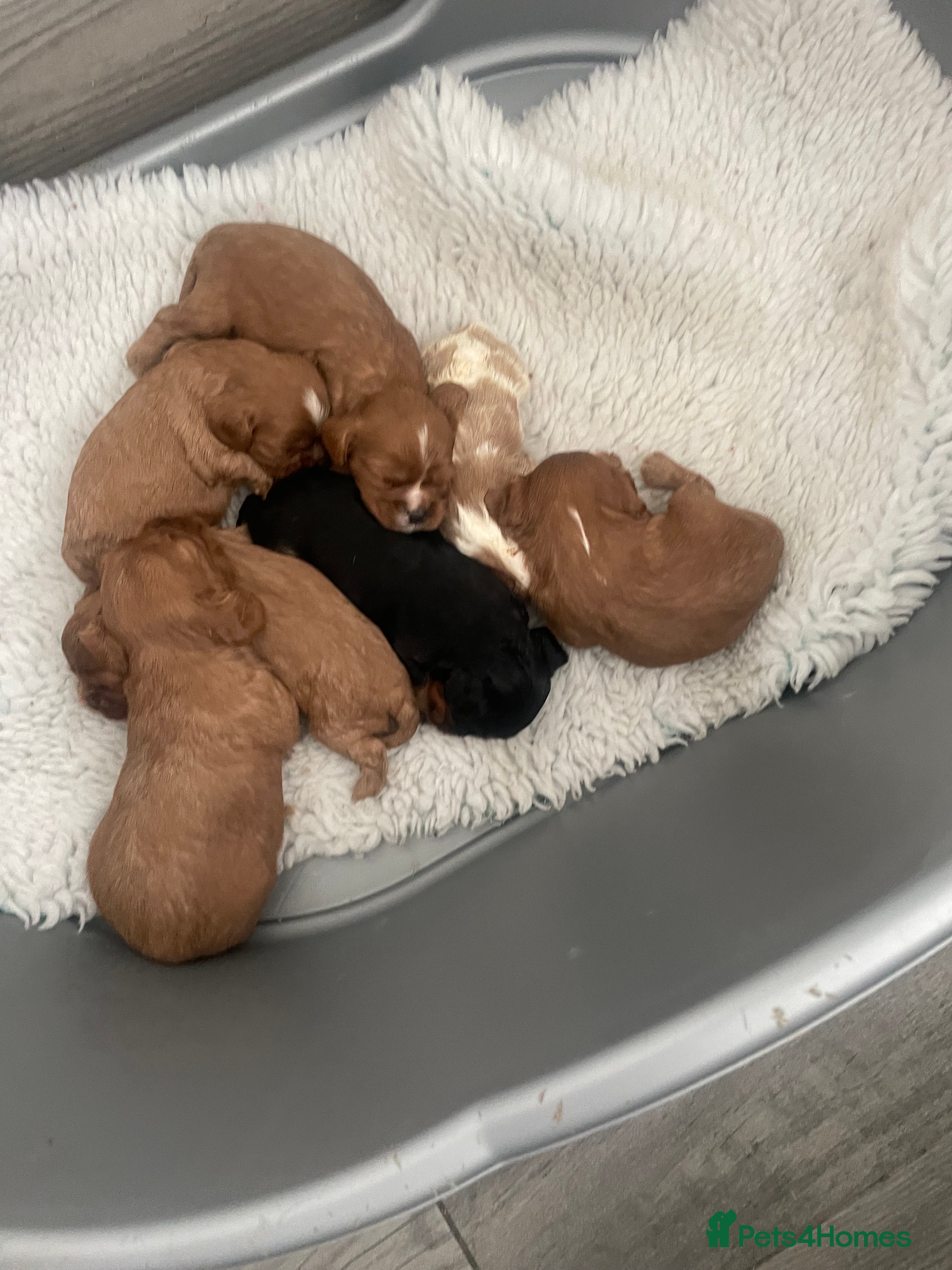 Cavalier King Charles Spaniel dogs 7 adorable male cavaliers  - Advert 10