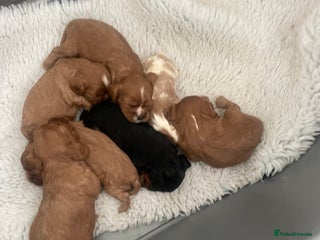 Cavalier King Charles Spaniel dogs - Advert 4