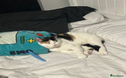 British Shorthair cats for sale: 2 lovely cats to rehome  - Image 1
