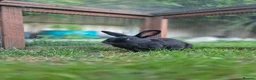 Mixed Breed rabbits for sale: Flower & Lyric - Advert 4