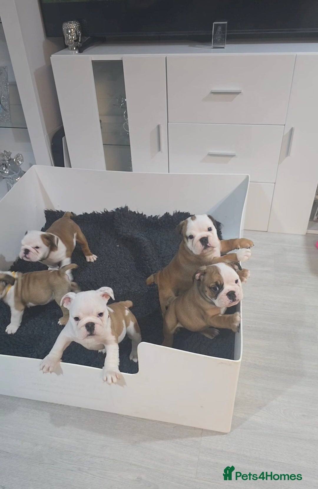 English Bulldog dogs English bulldog pups kc reg READY THIS WEEKEND.  - Advert 10