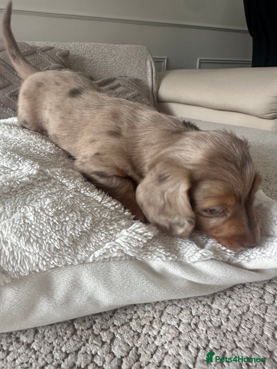 Miniature Dachshund dogs for sale: Exceptional quality long haired mini dachshunds - Image 10