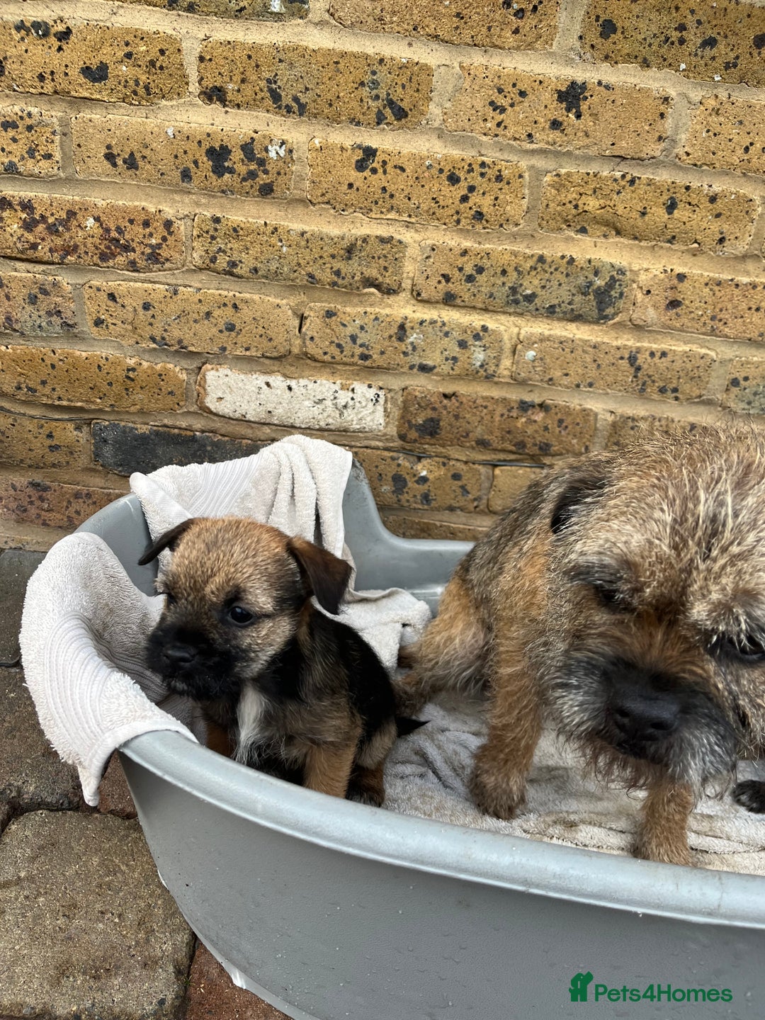 Border Terrier dogs for sale: Stunning border terries  - Advert 13