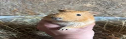 Guinea Pig rodents for sale: Friendly Young Guineapigs  - Advert 10