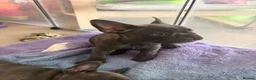 French Bulldog dogs for sale: Beautiful French bulldog puppies 1 girl remaining  - Advert 6