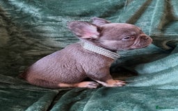 French Bulldog dogs for sale: Fluffy French bull dogs  - Image 12