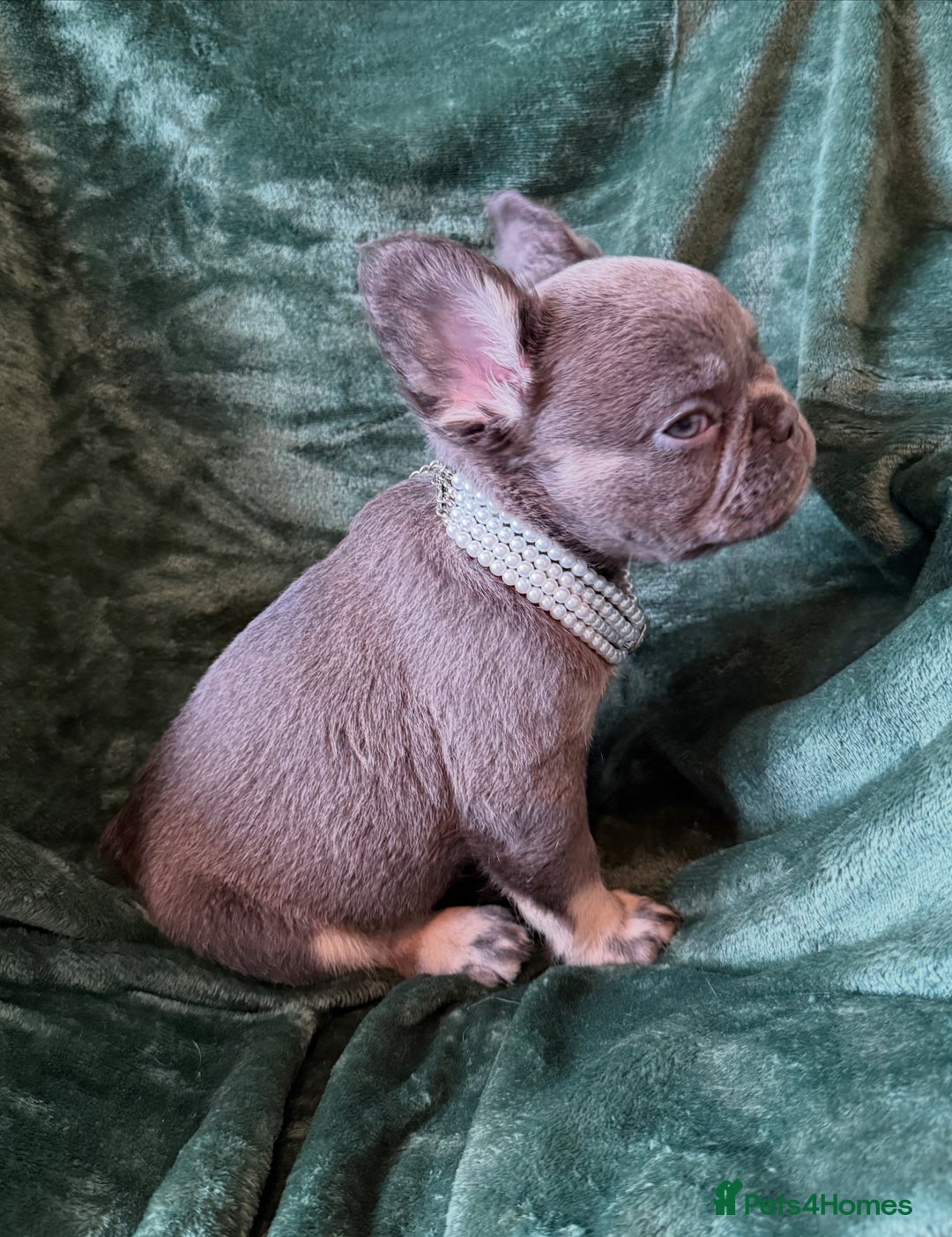 French Bulldog dogs for sale: Fluffy French bull dogs  - Image 12