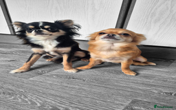 Chihuahua dogs for sale:  Bonded KC Long-haired chihuahuas-Loving home only - Image 1