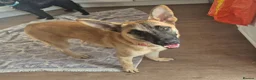 Mixed Breed dogs for adoption: Meet Peanut, currently residing in Torquay in Torquay - Advert 3