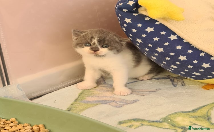 British Shorthair cats British ShortHair kittens Register GCCF  - Advert 4