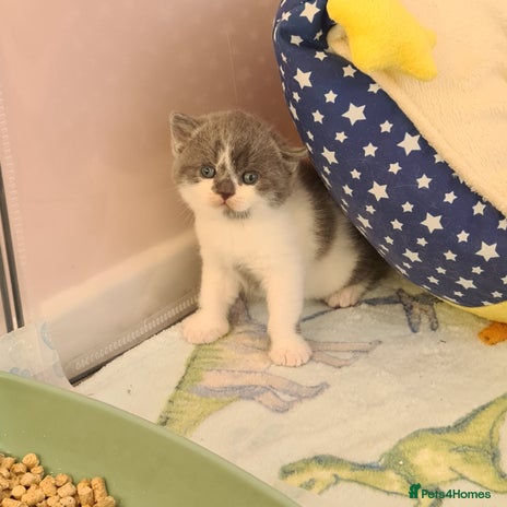 British Shorthair cats British ShortHair kittens Register GCCF - Advert 4