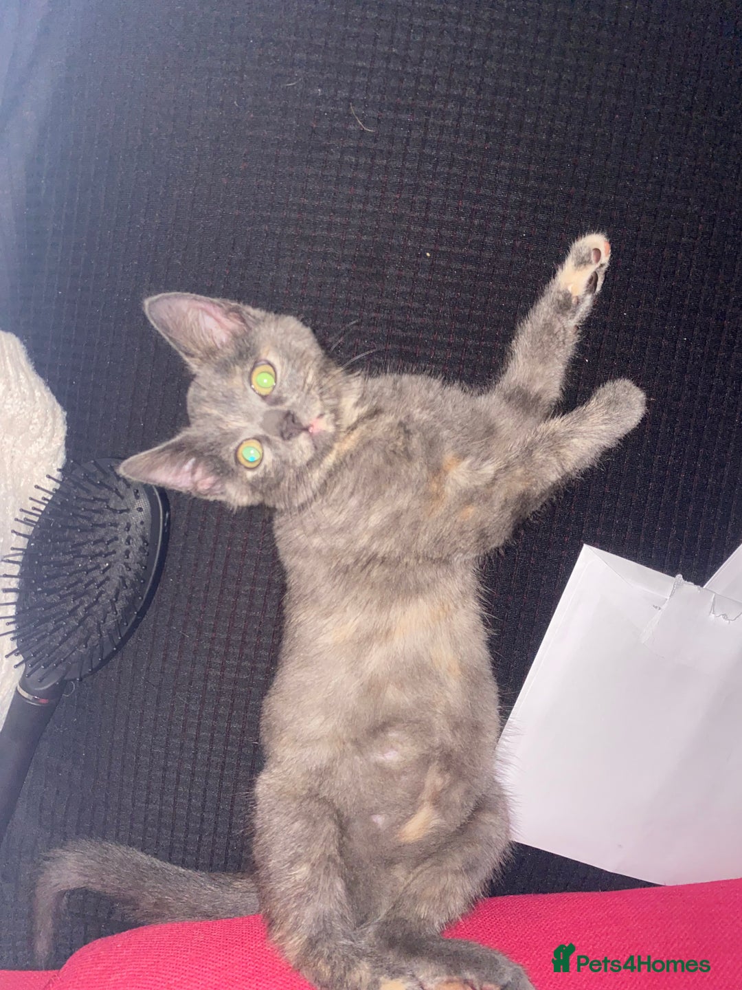 British Shorthair cats for sale: Kitten for sale.  - Advert 2