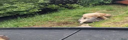 American Bully dogs for sale: Pocketbully puppy  - Advert 24
